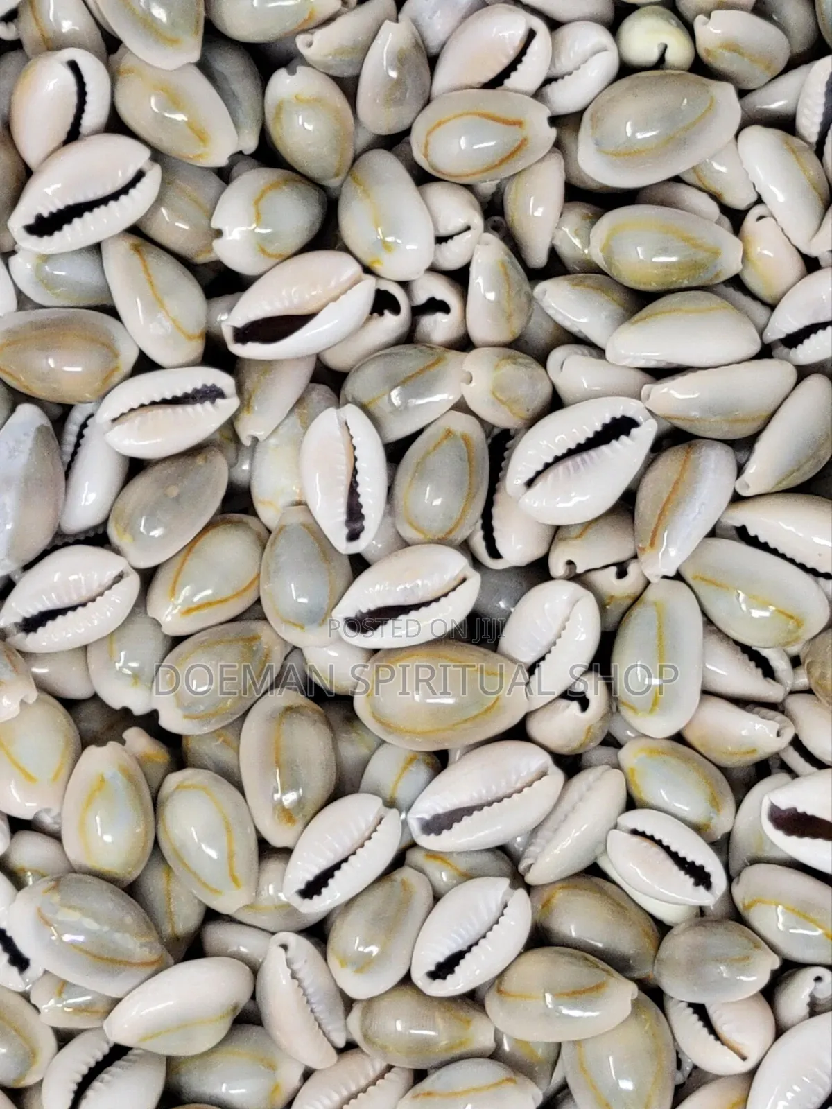Cowries (Sede3)
