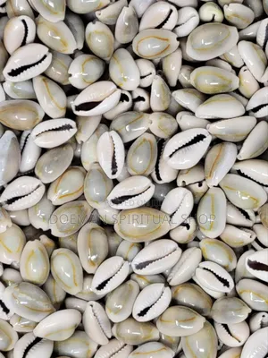 Cowries (Sede3)