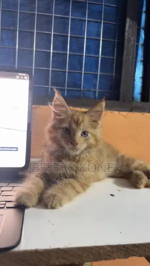 1-3 months Male Purebred Maine Coon
