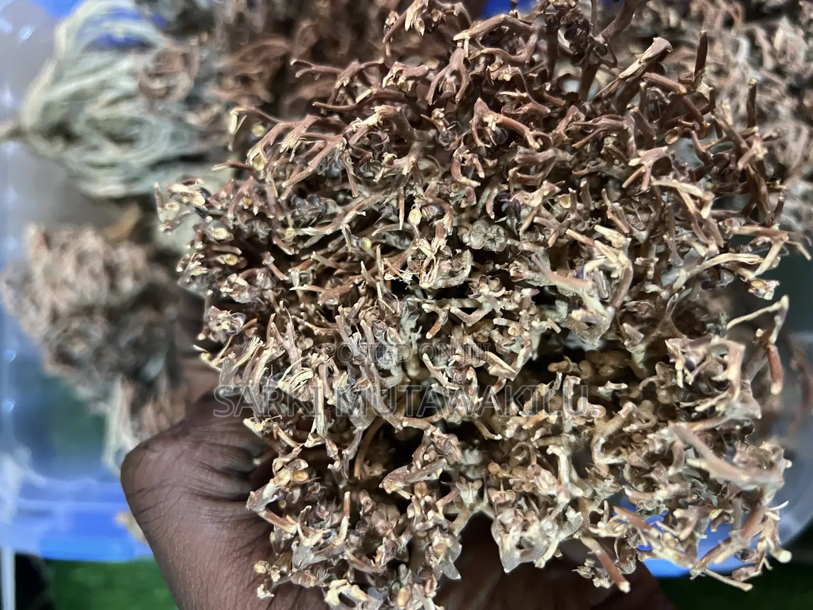 Rose of Jericho
