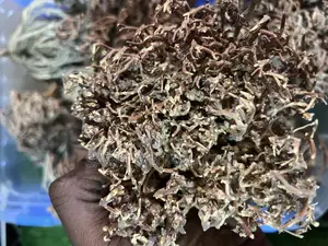 Rose of Jericho