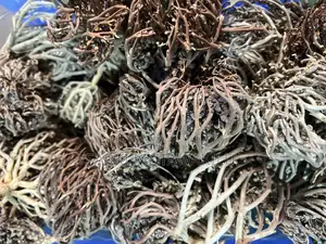 Rose of Jericho