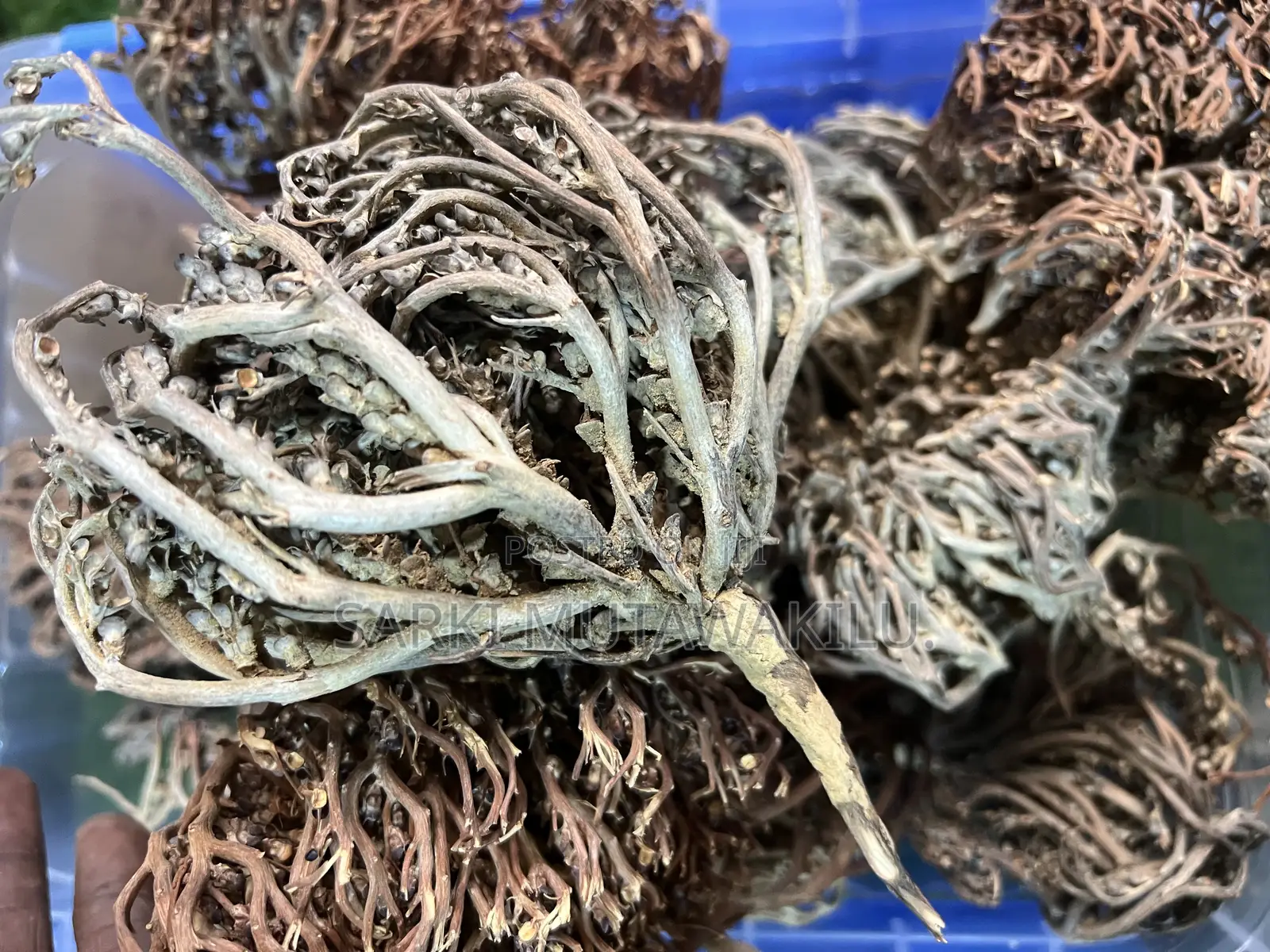 Rose of Jericho