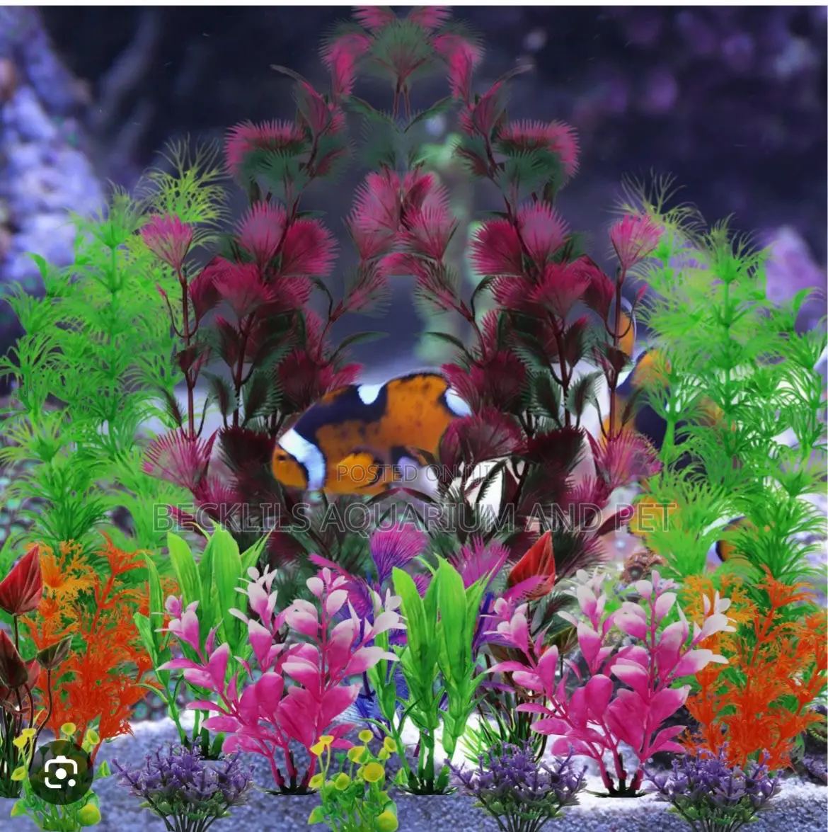 20 Cedis Aquarium Plant