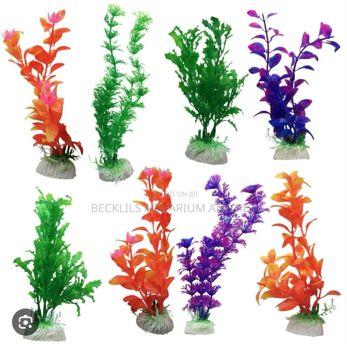 20 Cedis Aquarium Plant
