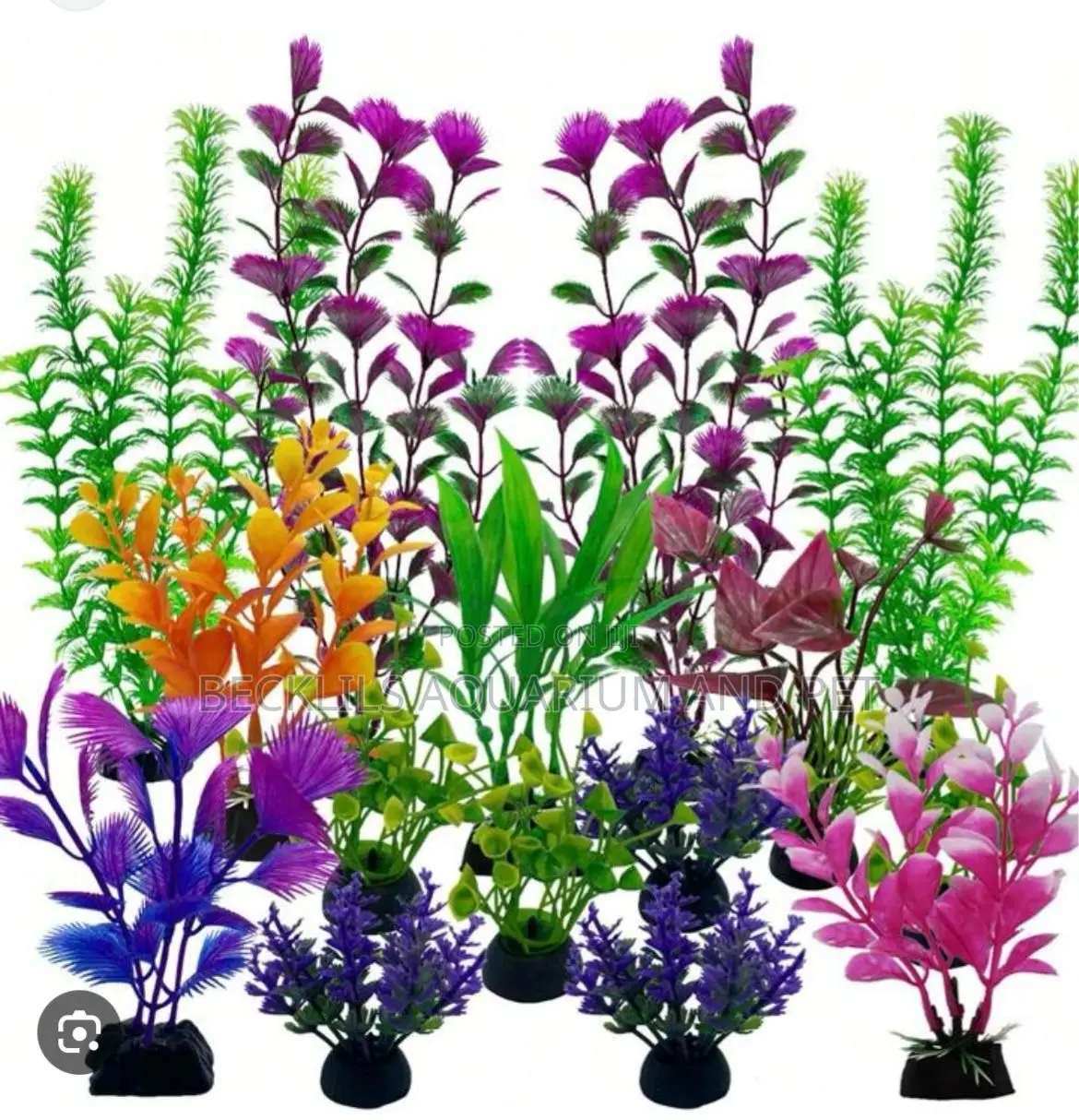 20 Cedis Aquarium Plant