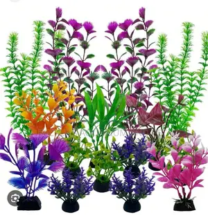 20 Cedis Aquarium Plant