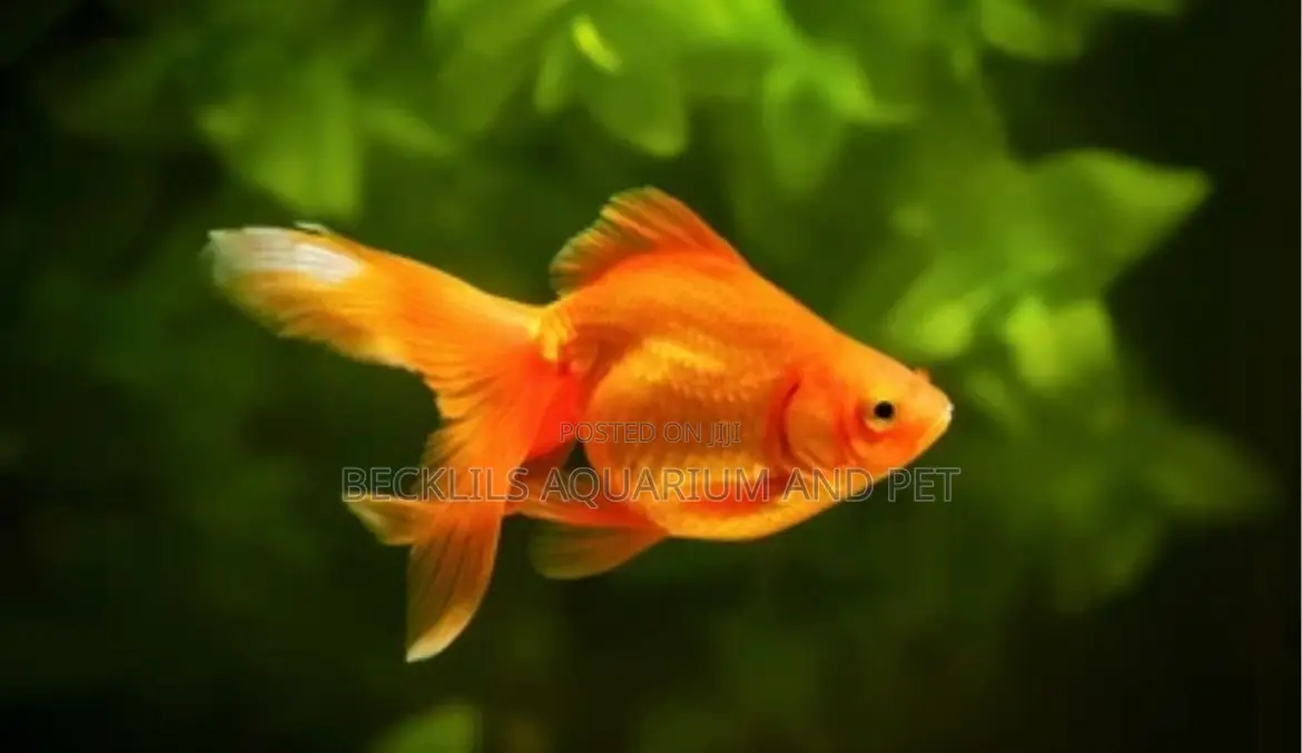 Golden Fish ( Double Tail)