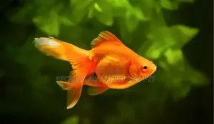Golden Fish ( Double Tail)