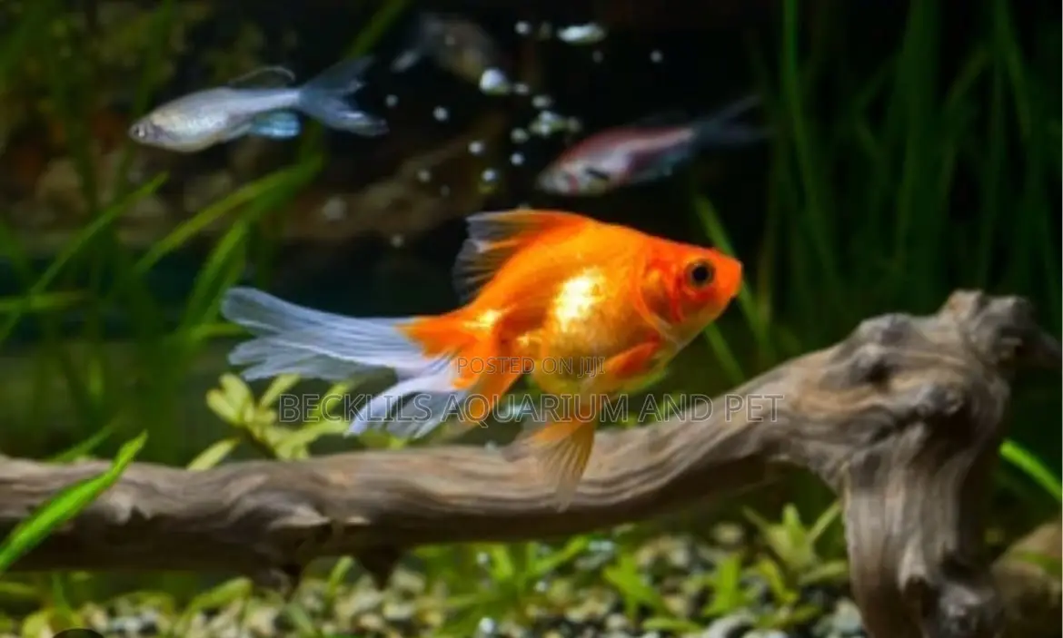 Golden Fish ( Double Tail)