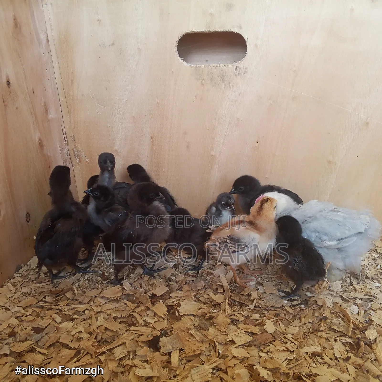 Ayam Cemani