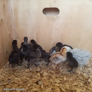Ayam Cemani