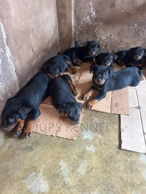 1-3 months Female Purebred Rottweiler