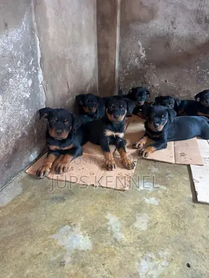 1-3 months Female Purebred Rottweiler