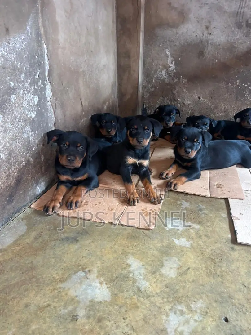 1-3 months Female Purebred Rottweiler