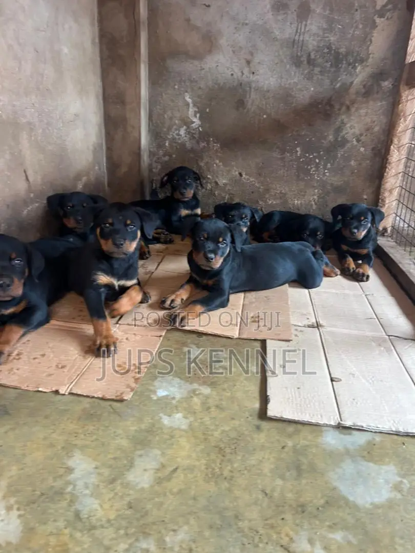 1-3 months Female Purebred Rottweiler