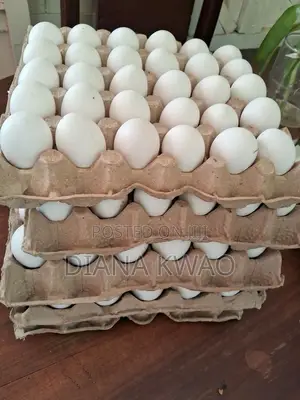 Fresh Farm Eggs for Sale