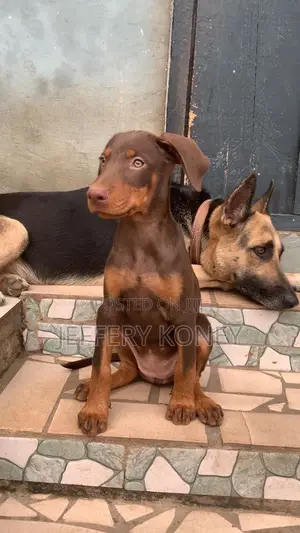 1-3 months Female Purebred Doberman Pinscher