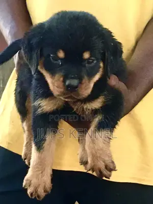 1-3 months Female Purebred Rottweiler