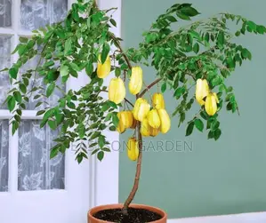 Exotic Star Fruit Seedlings