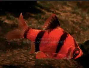 Red Tiger Babs