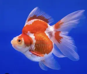 Big Size Ryukin Golden Fish