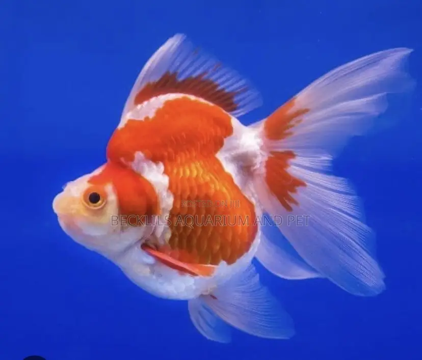 Big Size Ryukin Golden Fish