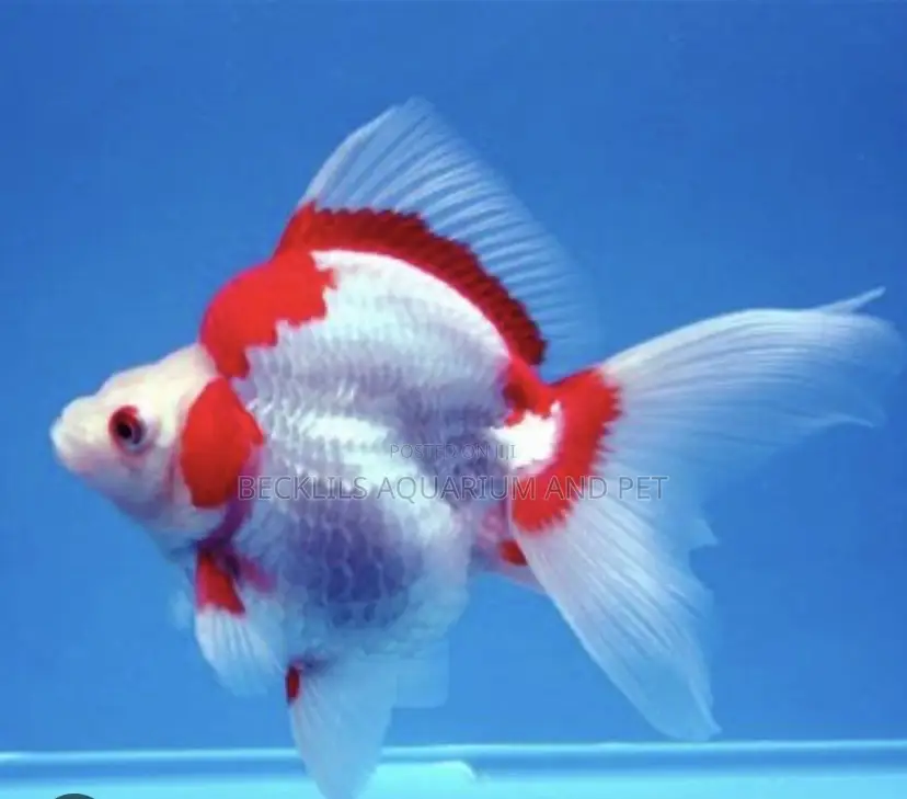 Big Size Ryukin Golden Fish