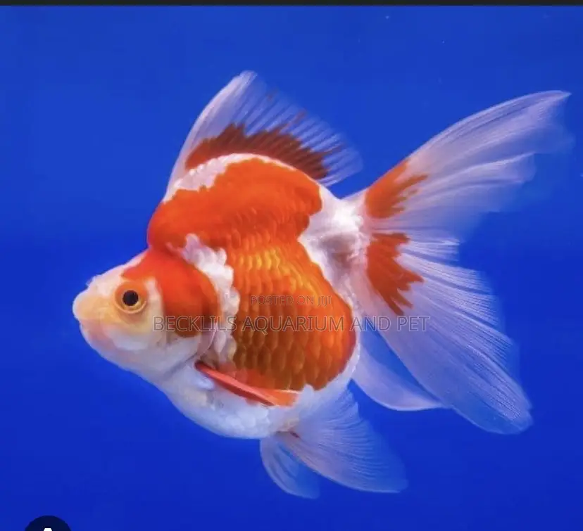 Big Size Ryukin Golden Fish