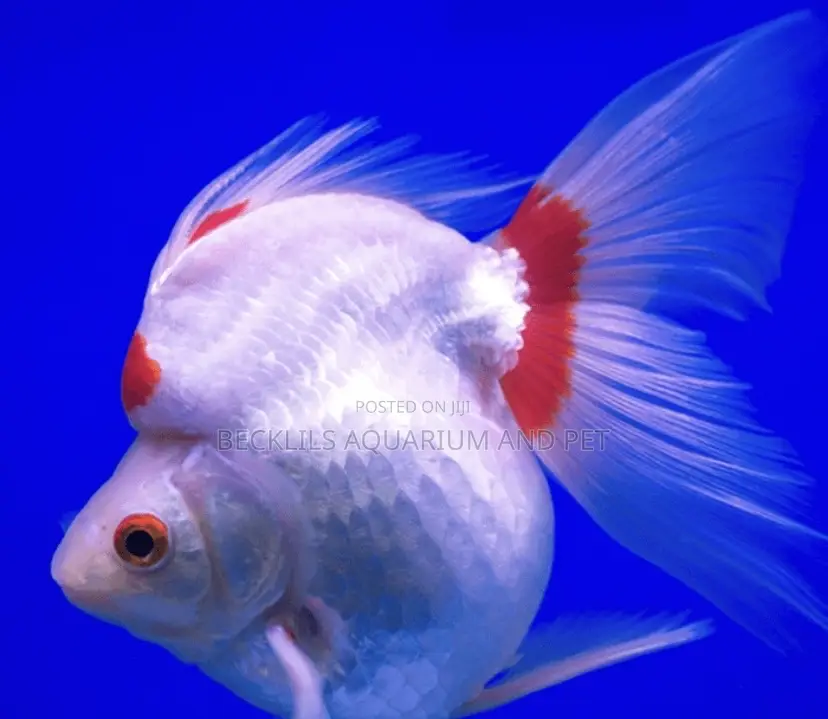 Big Size Ryukin Golden Fish