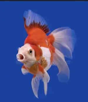 Big Size Ryukin Golden Fish
