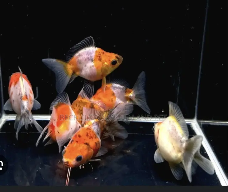Medium Calico Golden Fish