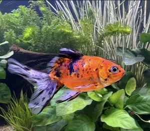 Medium Calico Golden Fish