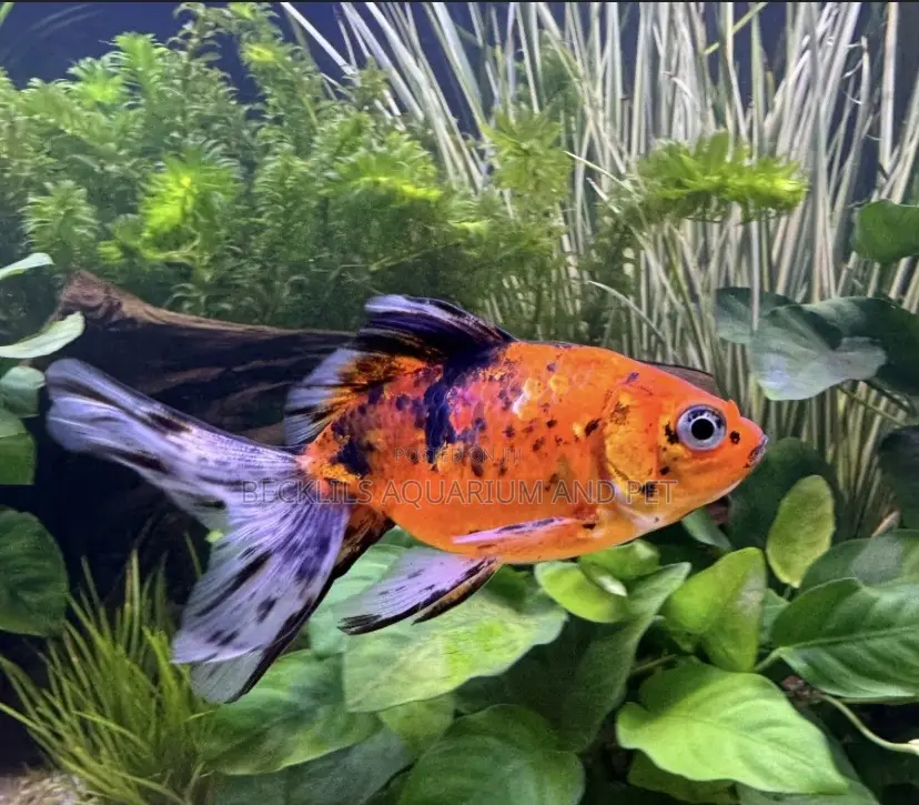Medium Calico Golden Fish