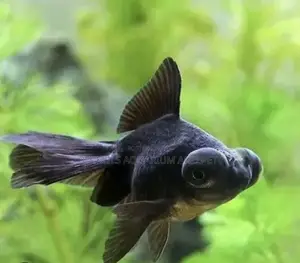 Black Moor Golden Fish ( Medium)