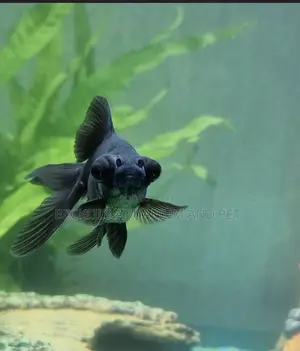 Black Moor Golden Fish ( Medium)