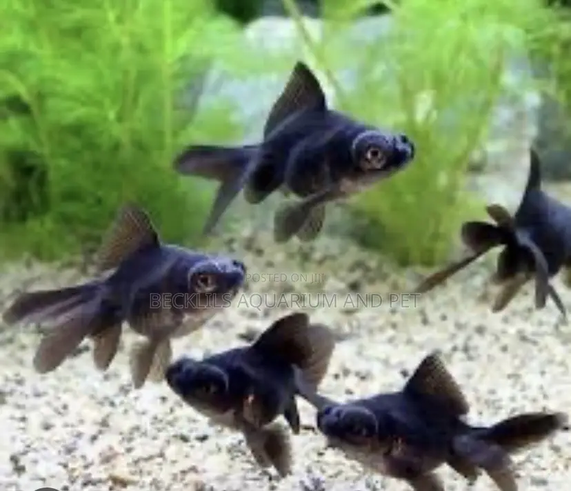 Black Moor Golden Fish ( Medium)