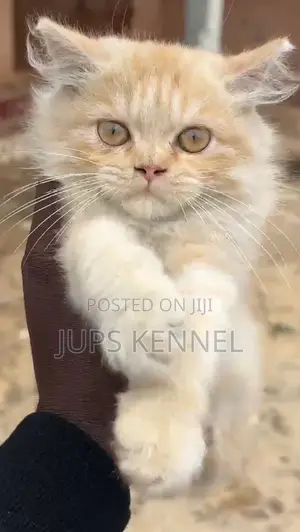 1-3 months Male Purebred Persian