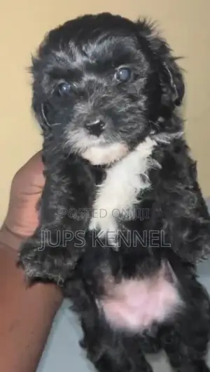 1-3 months Female Purebred Poodle