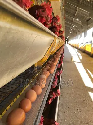 Farm Fresh Organic Eggs