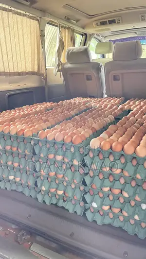 Farm Fresh Organic Eggs