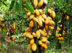 Exotic Cocoa Seedling