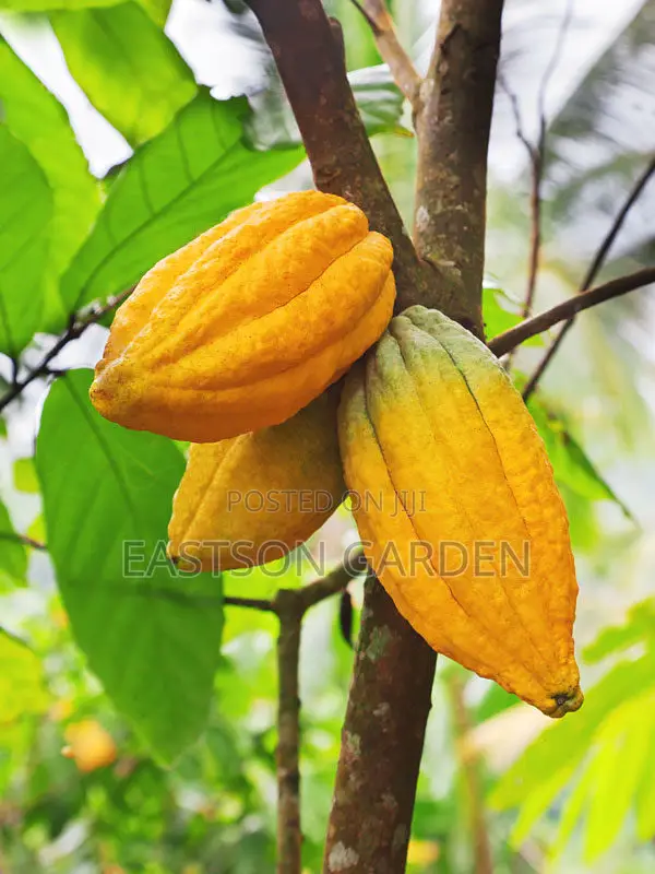 Exotic Cocoa Seedling