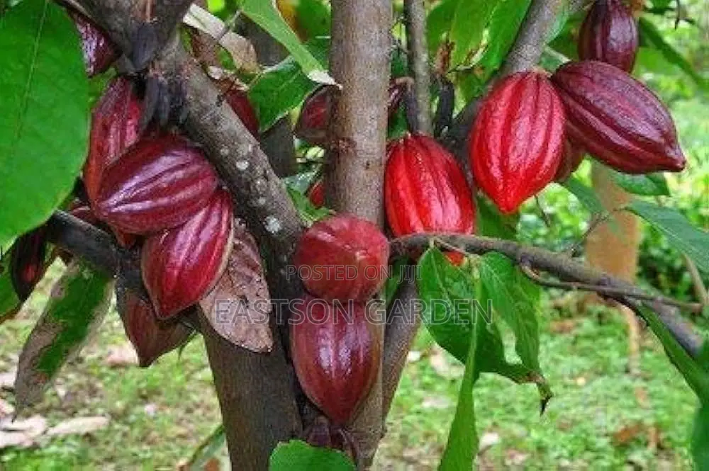 Exotic Cocoa Seedling