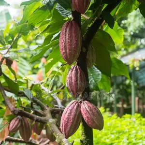 Exotic Cocoa Seedling
