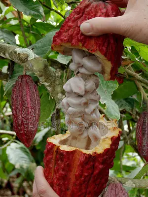 Exotic Cocoa Seedling