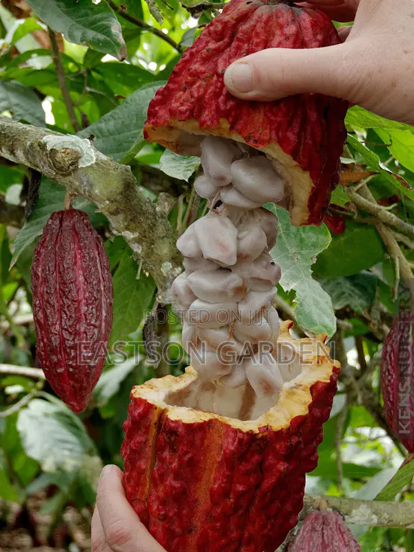 Exotic Cocoa Seedling