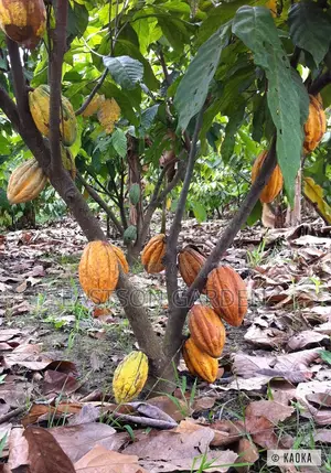 Exotic Cocoa Seedling