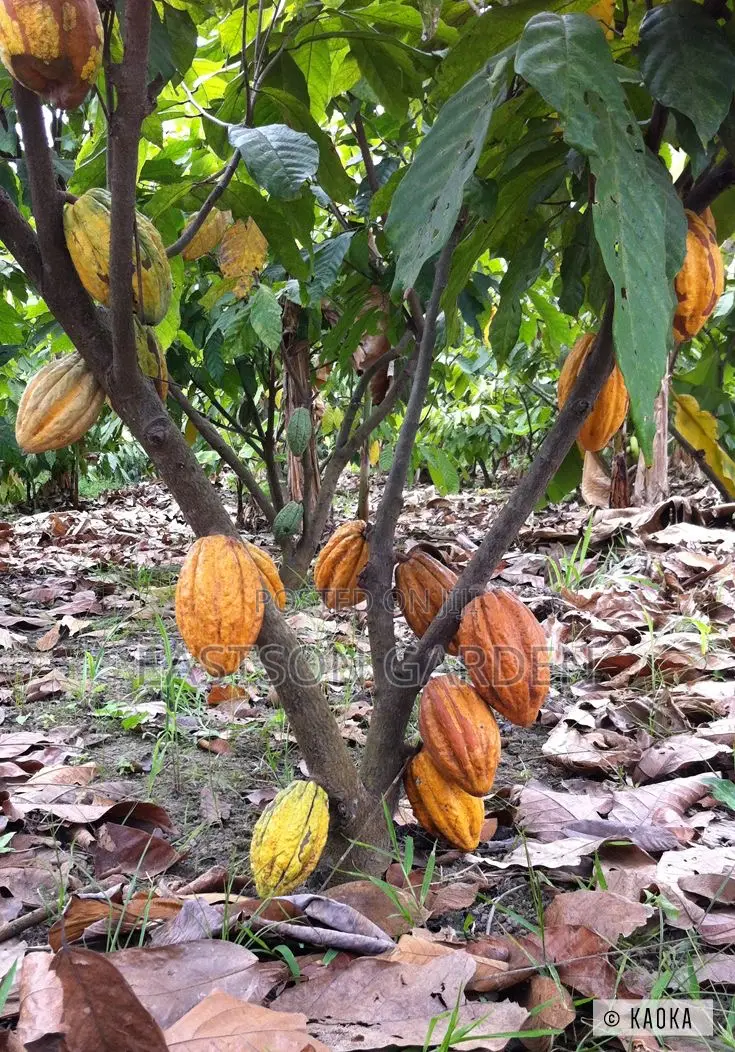 Exotic Cocoa Seedling