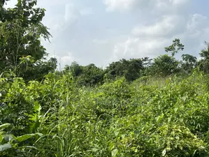 Over 100 Acres of Farm Land for Sale at Senchi
